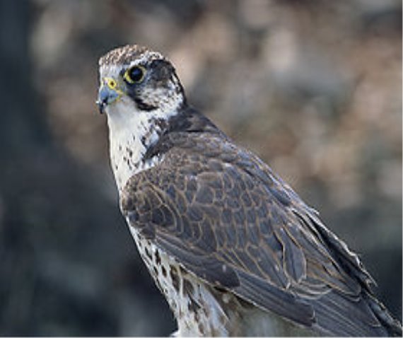Falco cherrug (Marek Szczepanek).jpg